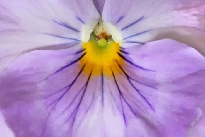 Framed Print : Garden Pansy detail of a lilac and yellow coloured pansy blossom Germany Framed Print : Garden Pansy detail of a lilac and yellow coloured pansy blossom Germany