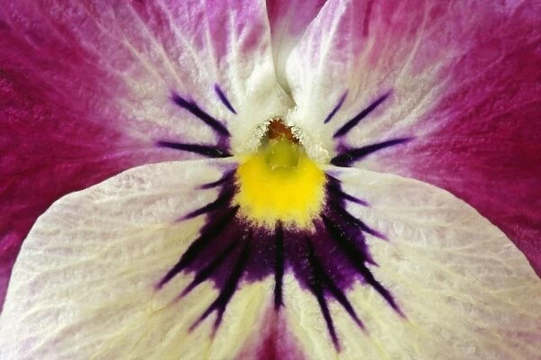 Garden Pansy detail of a yellow, pink and white coloured pansy blossom Germany