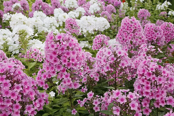 Garden Phlox - Pink and White Phlox paniculata Essex. UK PL002355