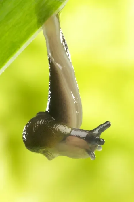 Framed Print : Garden Slug - hanging off leaf Framed Print : Garden Slug - hanging off leaf