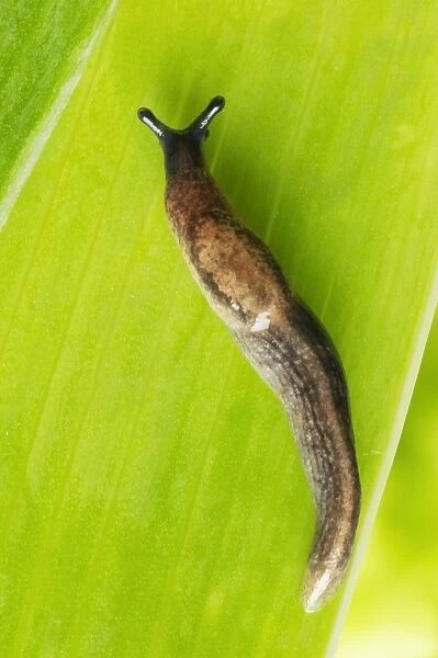 Garden Slug - on leaf