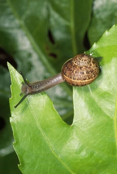 Garden Snail - crawling over leaves - UK