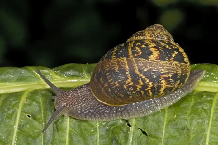 Framed Print : Garden Snail (Helix aspersa) - England - UK - Native to Mediterranean region of western Europe-northern Africa and Great Britain