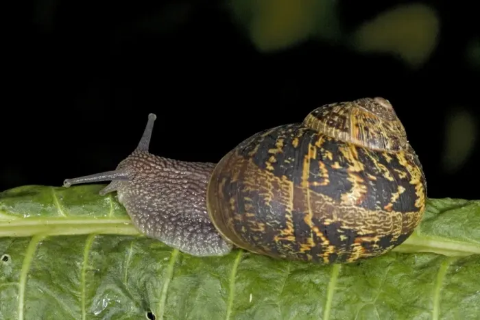 Framed Print : Garden Snail (Helix aspersa) - England - UK - Native to Mediterranean region of western Europe-northern Africa and Great Britain Framed Print : Garden Snail (Helix aspersa) - England - UK - Native to Mediterranean region of western Europe-northern Africa and Great Britain