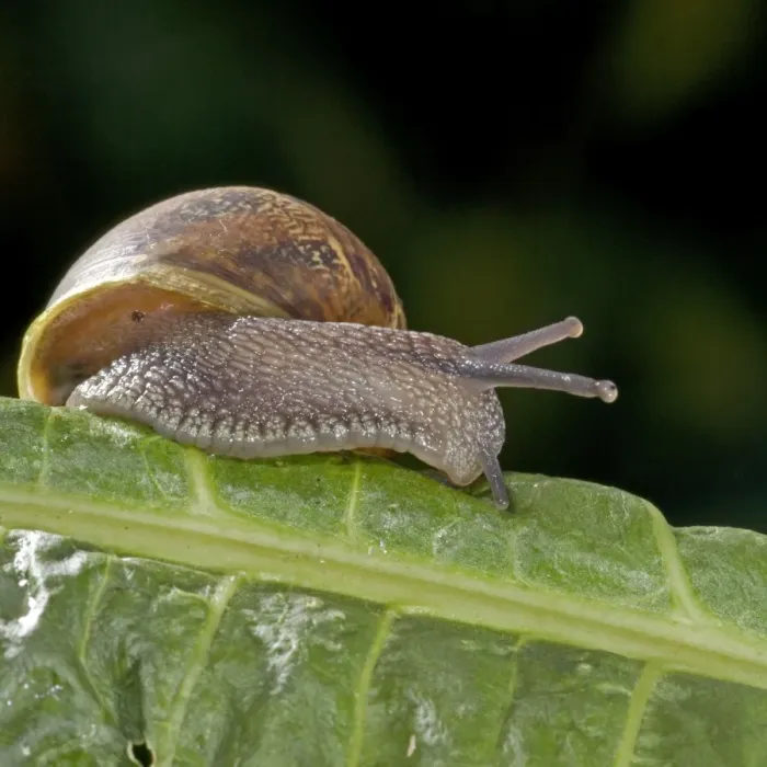 Framed Print : Garden Snail (Helix aspersa) - England - UK - Native to Mediterranean regions of western Europe-northern Africa and Great Britain Framed Print : Garden Snail (Helix aspersa) - England - UK - Native to Mediterranean regions of western Europe-northern Africa and Great Britain