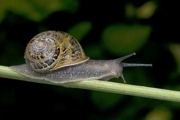 Garden Snail (Helix aspersa) - England - UK - Native to Mediterranean region of western Europe-northern Africa and Great Britain