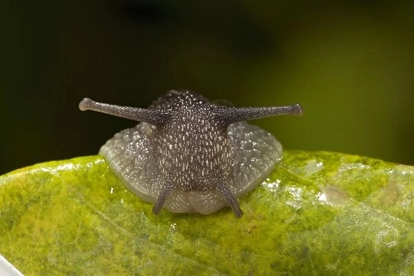 Garden Snail (Helix aspersa) - England - UK