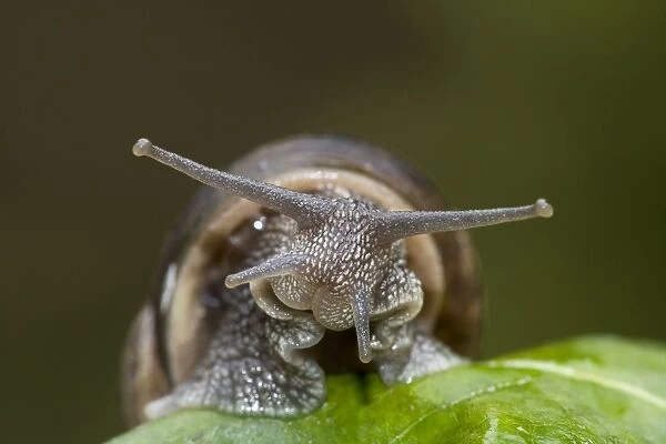 Garden Snail (Helix aspersa) - England - UK