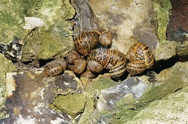 Garden Snail - hibernating group, UK