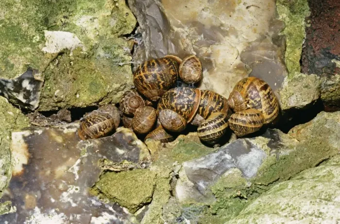Framed Print : Garden Snail - hibernating group, UK Framed Print : Garden Snail - hibernating group, UK