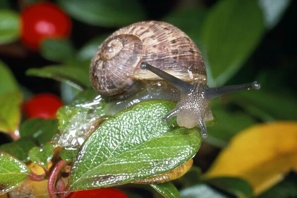 Garden Snail - juvenile - UK