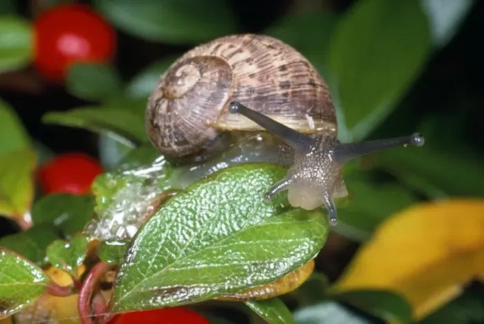 Framed Print : Garden Snail - juvenile - UK Framed Print : Garden Snail - juvenile - UK