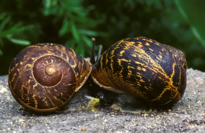 Framed Print : Garden snail - mating, with discarded love darts nearby Framed Print : Garden snail - mating, with discarded love darts nearby