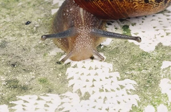 Garden Snail - patterns made by radula, UK