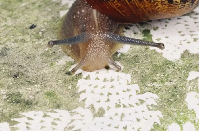 Framed Print : Garden Snail - patterns made by radula, UK Framed Print : Garden Snail - patterns made by radula, UK