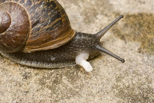 Garden Snail - showing sex organ post copulation - UK