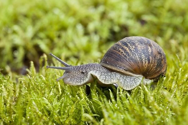 Garden Snail - single adult crawling across moss - Wiltshire - England - UK