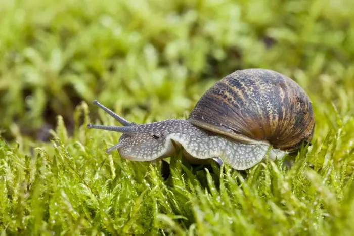 Framed Print : Garden Snail - single adult crawling across moss - Wiltshire - England - UK Framed Print : Garden Snail - single adult crawling across moss - Wiltshire - England - UK
