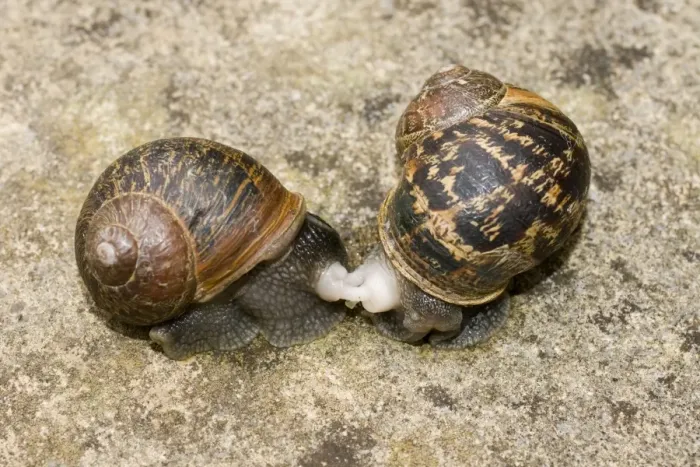 Framed Print : Garden Snails - copulation - beginning to part - UK Framed Print : Garden Snails - copulation - beginning to part - UK