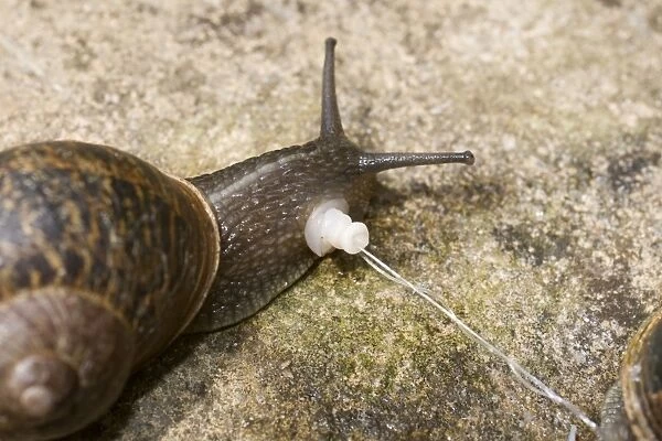 Garden Snails - copulation - parted showing penis - UK