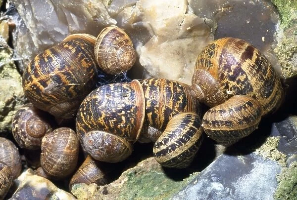 Garden Snails - hibernating group - UK