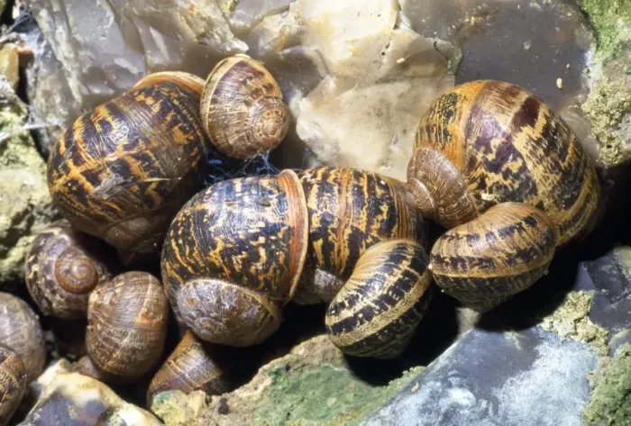 Framed Print : Garden Snails - hibernating group - UK Framed Print : Garden Snails - hibernating group - UK