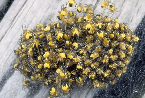 Garden Spider babies - aggregation - UK