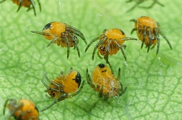 Garden Spider - babies, UK