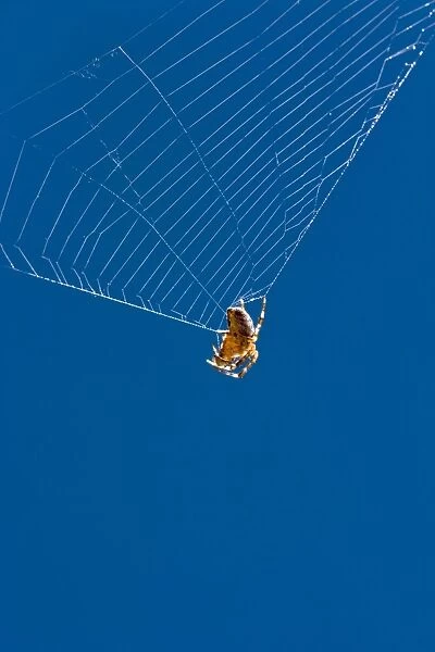 Garden Spider on broken orb web Norfolk UK