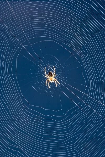 Garden Spider in center of orb web Norfolk UK