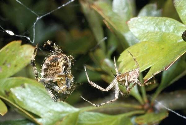 Garden Spider - courtship - male on the right female on the left