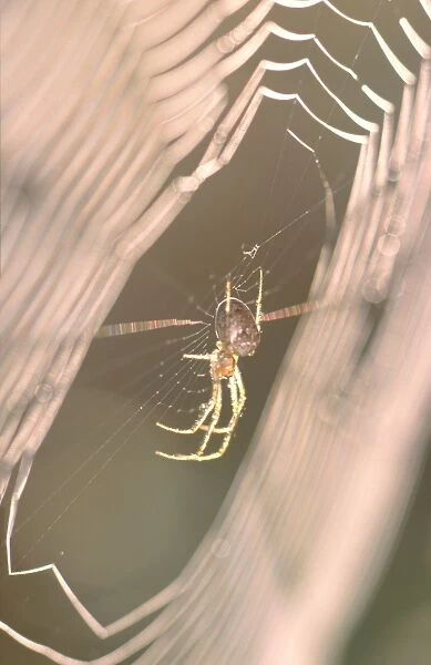 Garden Spider - In dew covered web at sunrise