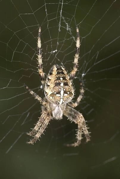 Garden Spider Female at centre of Web Norfolk UK