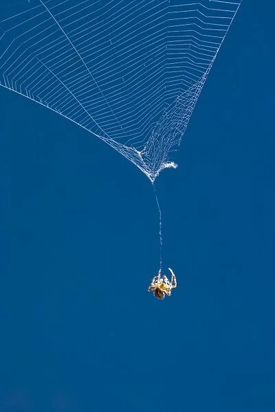 Garden Spider hanging on thread of broken orb web Norfolk UK