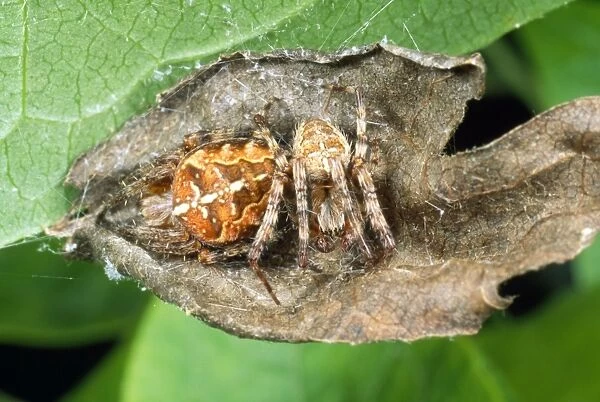 Garden Spider - post-coital - male to the right female to the left - UK