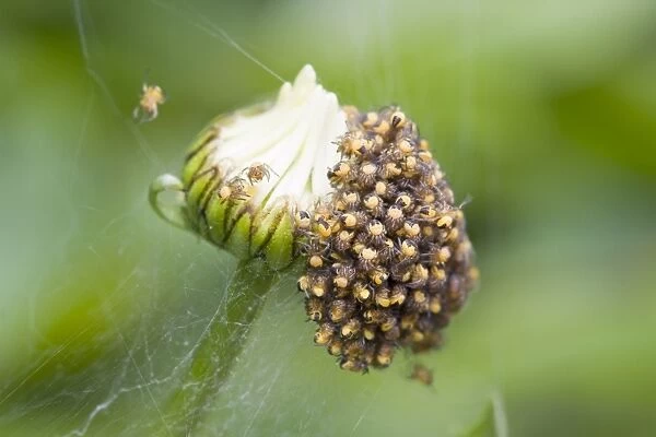 Garden Spider - spiderlings newly hatched on Shasta Daisy flower bud. Norfolk UK