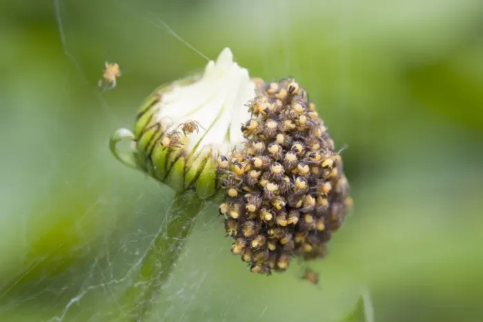 Framed Print : Garden Spider - spiderlings newly hatched on Shasta Daisy flower bud. Norfolk UK Framed Print : Garden Spider - spiderlings newly hatched on Shasta Daisy flower bud. Norfolk UK
