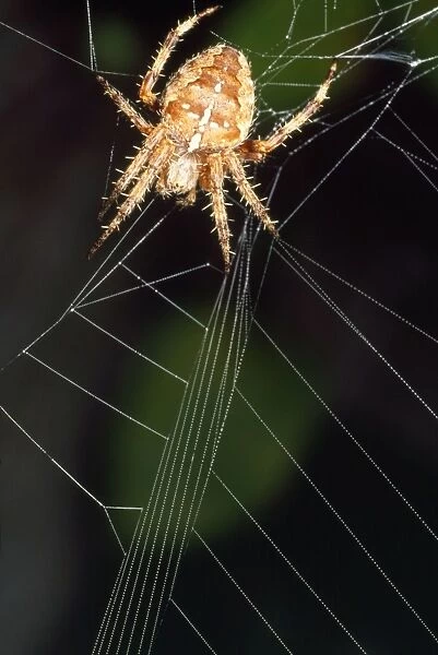 Garden Spider - tugging web - UK