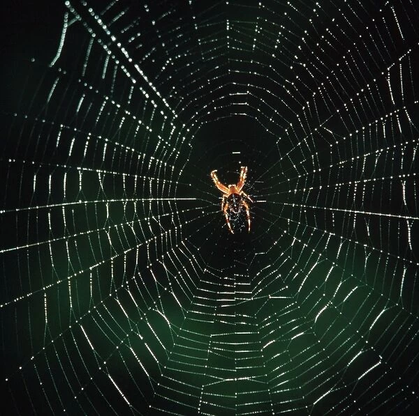 SM-01. Garden Spider - In a web