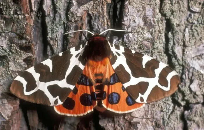 Framed Print : Garden Tiger Moth USH 346 Arctia caja © Duncan Usher / ardea. com Framed Print : Garden Tiger Moth USH 346 Arctia caja © Duncan Usher / ardea. com