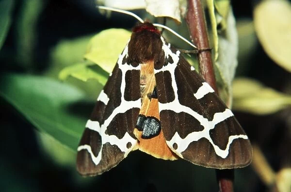 Garden Tiger Moth - widespread in Europe as far North as Lapland, common in UK