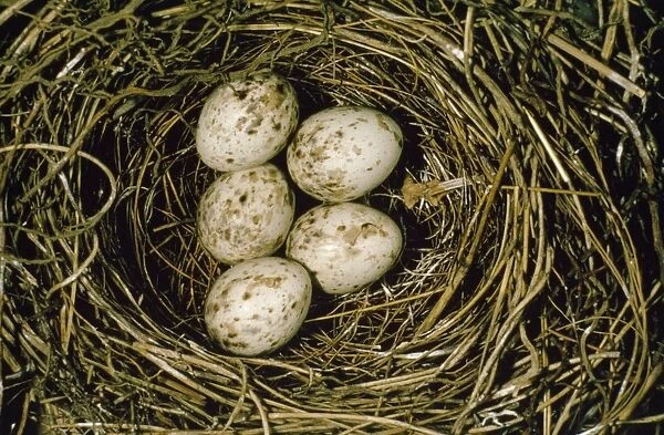 Garden Warbler - eggs in nest
