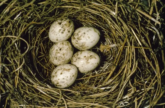 Framed Print : Garden Warbler - eggs in nest Framed Print : Garden Warbler - eggs in nest