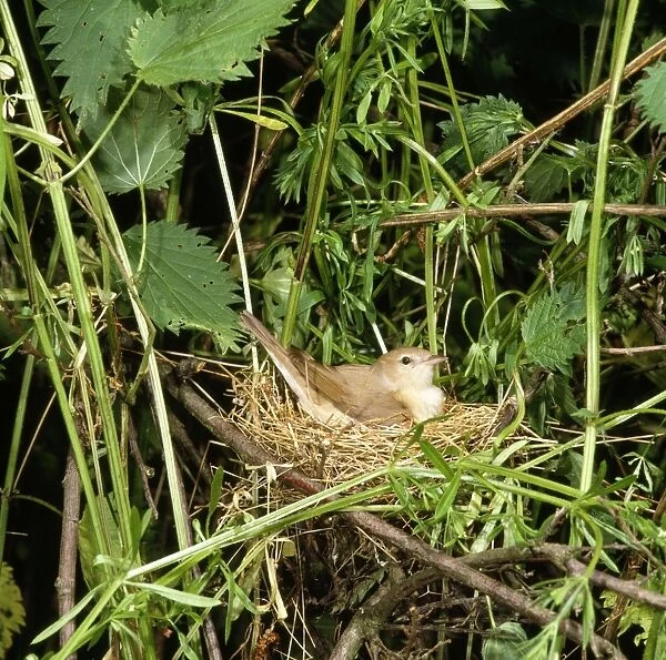 Garden Warbler - on nest