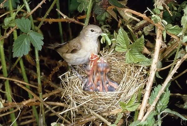 Garden Warbler - at nest feeding young