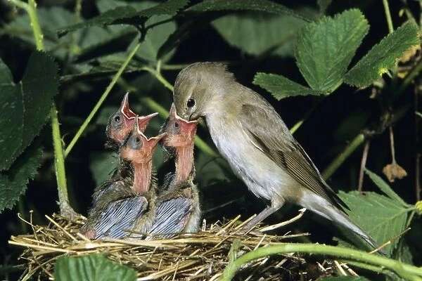 Garden Warbler - parent bird feeding chicks, Hessen, Germany