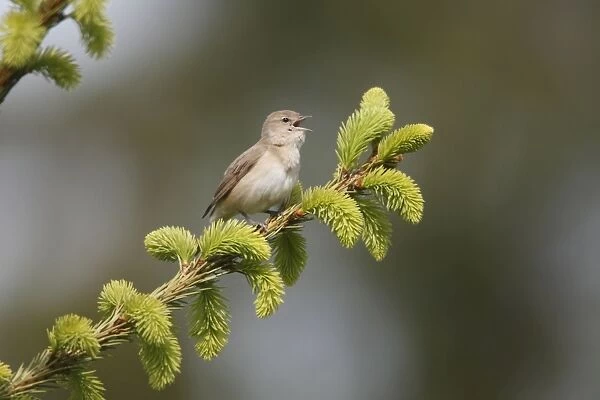 Garden Warbler - perched on fir tree branch - singing - Lower Saxony - Germany