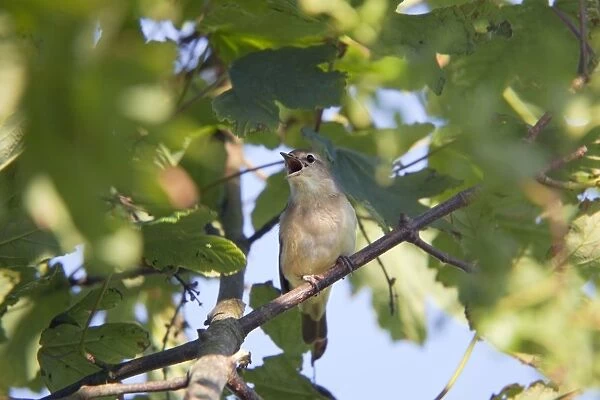 Garden Warbler - singing - Texel - Netherlands