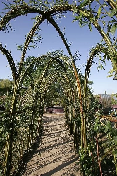 Garden - Willow pergola, made into a series of arches to create an allee. France