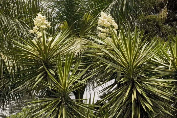 Framed Print : A Garden Yucca. Costa Rica Framed Print : A Garden Yucca. Costa Rica